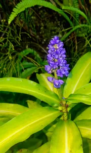 Photo of the Day: Purple Beauty